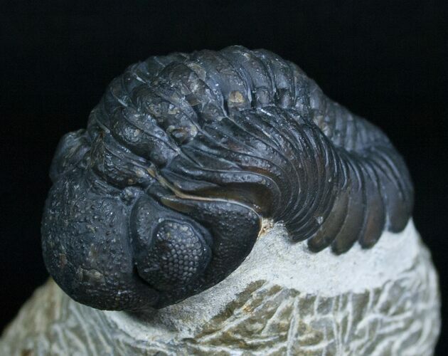Nicely Prepared Inch Phacops Trilobite #5755